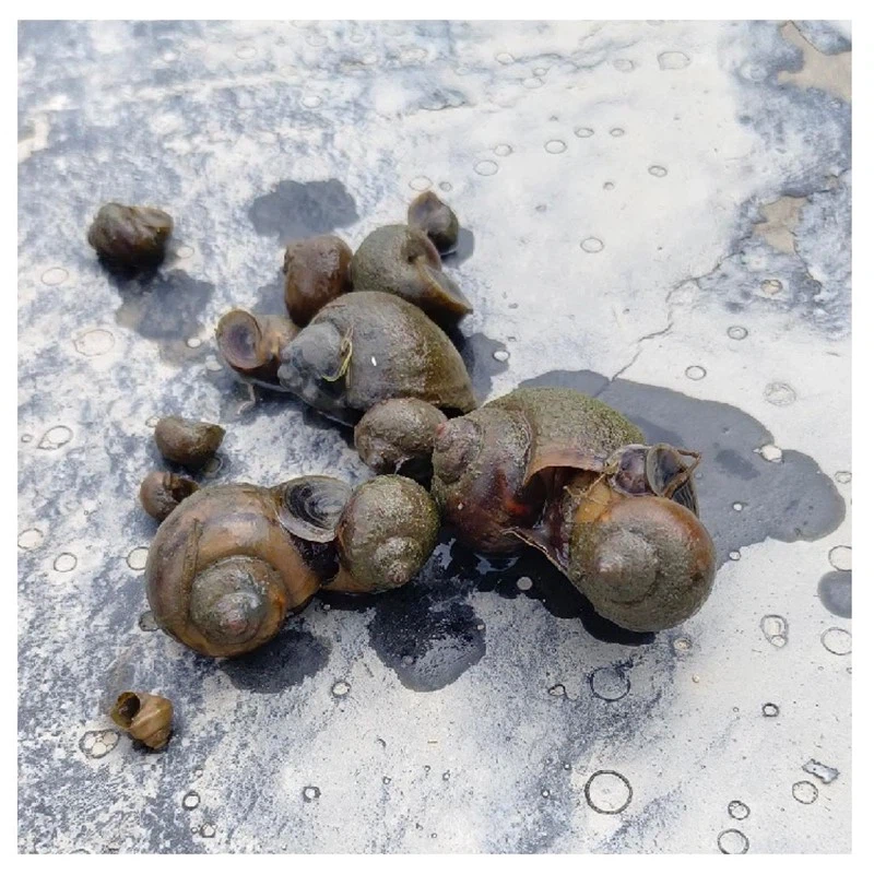 Golden Apple Snail Bait