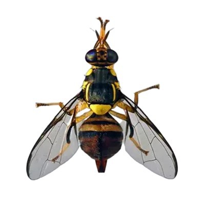 Bactrocera Dorsalis Lures feromoni