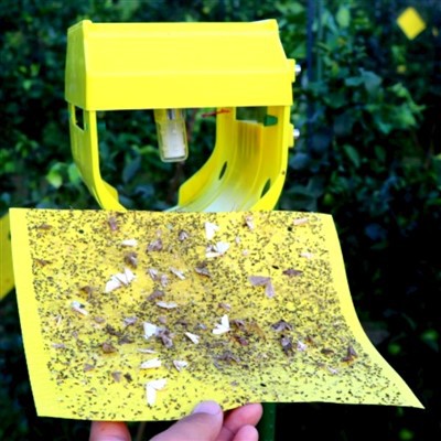 Nassa tad-Dawl tal-Insetti Solari b'Nassa Sticky